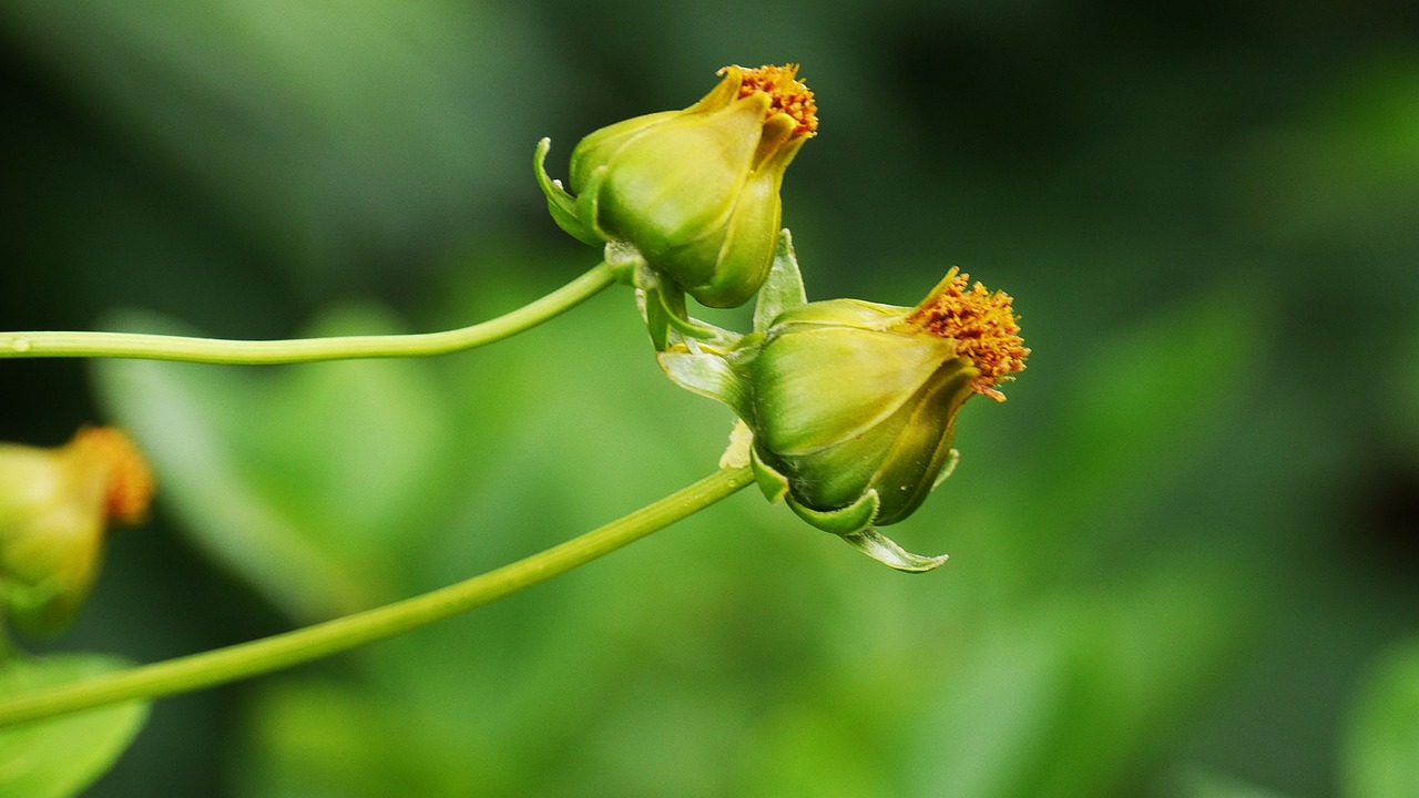 最新花生品種，種植優(yōu)勢及廣闊應(yīng)用前景展望