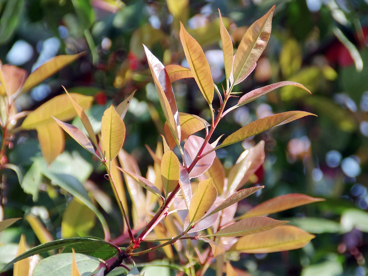 沭陽紅葉石楠價格走勢與市場深度解析