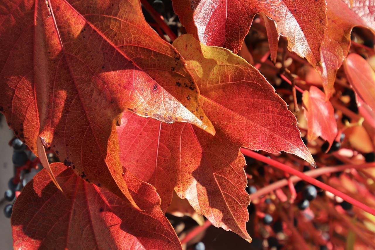 最新國內紅酒品牌排行榜揭曉