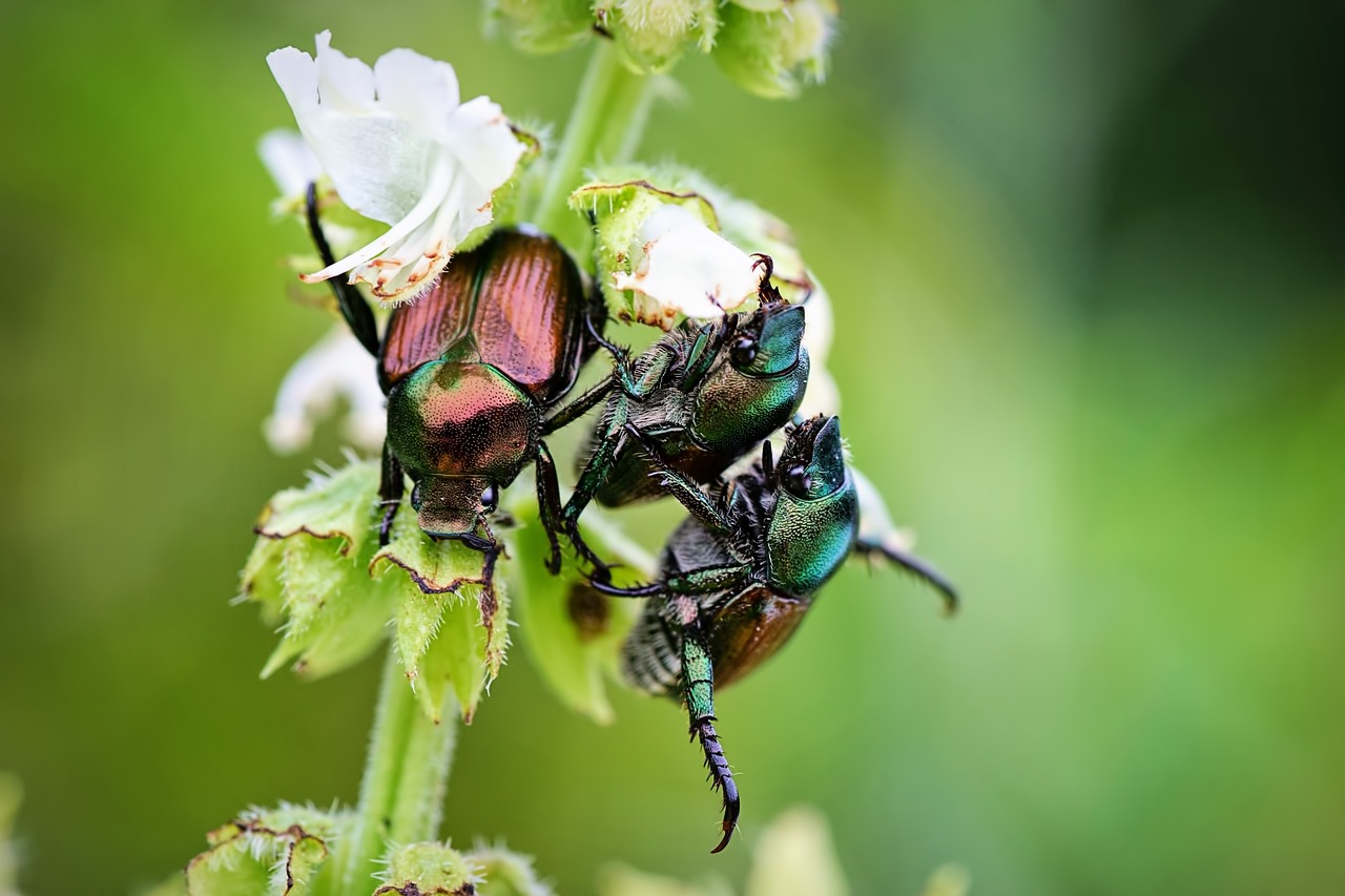 开心消消乐最新Bug解析与应对攻略