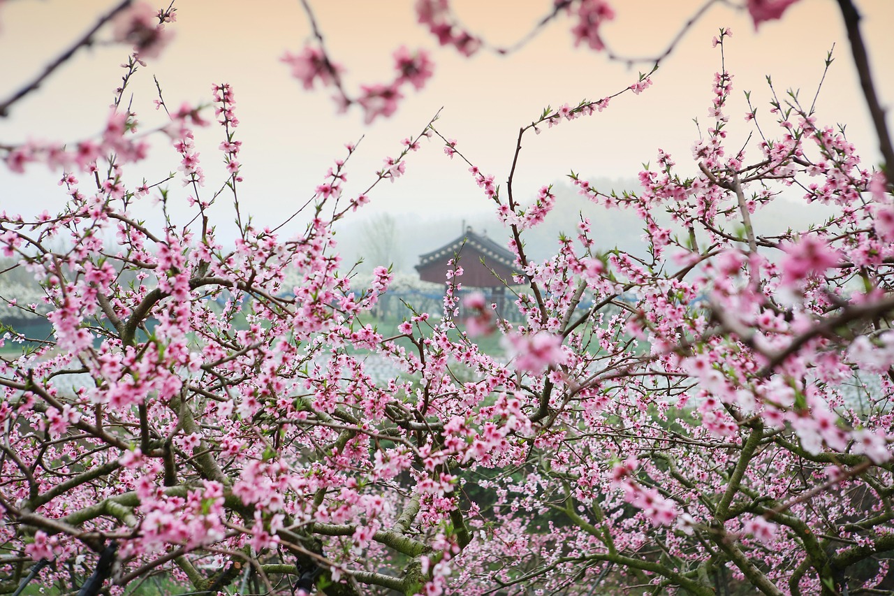 揭秘命运与桃花奥秘，桃运大相师在线阅读